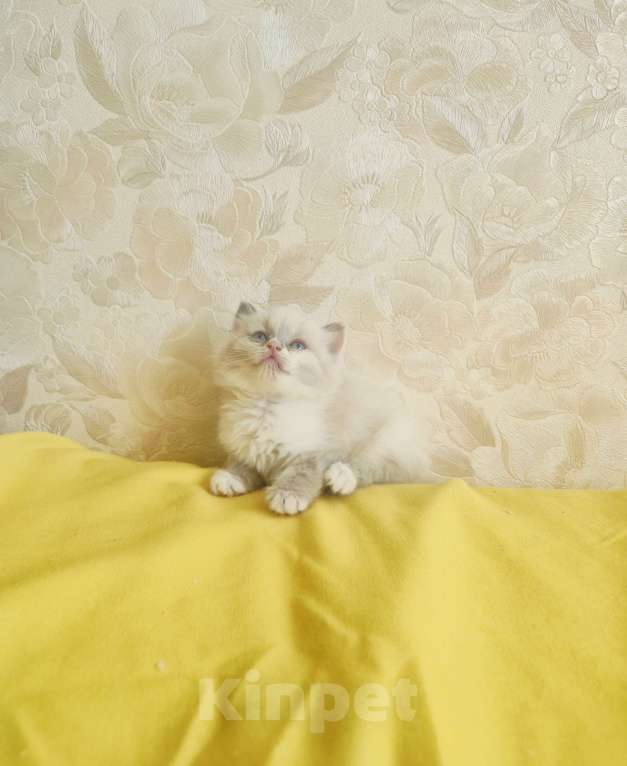 Кошки в Москве: Чудесная Малышка Девочка, 65 000 руб. - фото 3