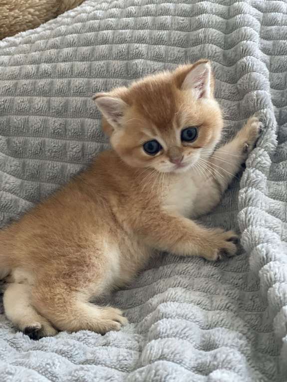 Кошки в Москве: Золотая шиншила Девочка, 35 000 руб. - фото 3