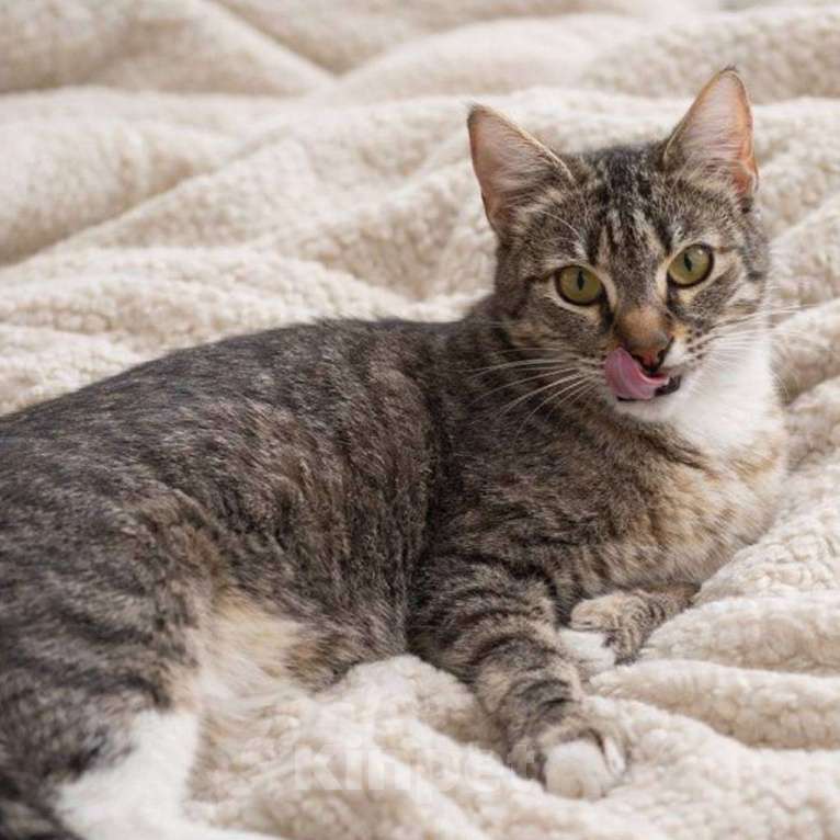 Кошки в Москве: Селин в поисках семьи Девочка, Бесплатно - фото 1