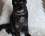 Кошки в Санкт-Петербурге: Chilly Diesel Power черный мейн-кун Девочка, 110 000 руб. - фото 6