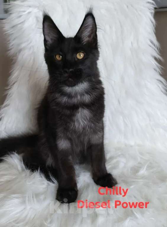Кошки в Санкт-Петербурге: Chilly Diesel Power черный мейн-кун Девочка, 110 000 руб. - фото 6