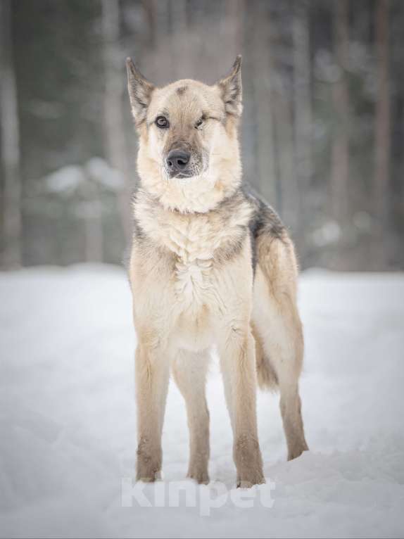 Собаки в Клине: Грей — статный пёс с нордическим характером Мальчик, Бесплатно - фото 3