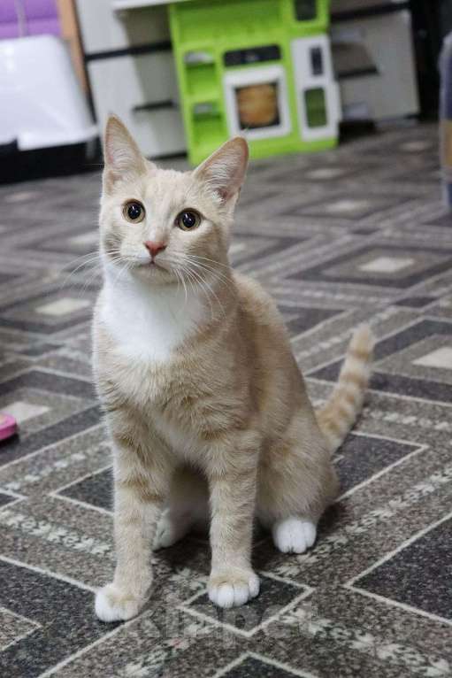 Кошки в Москве: Персик ищет семью Мальчик, Бесплатно - фото 2