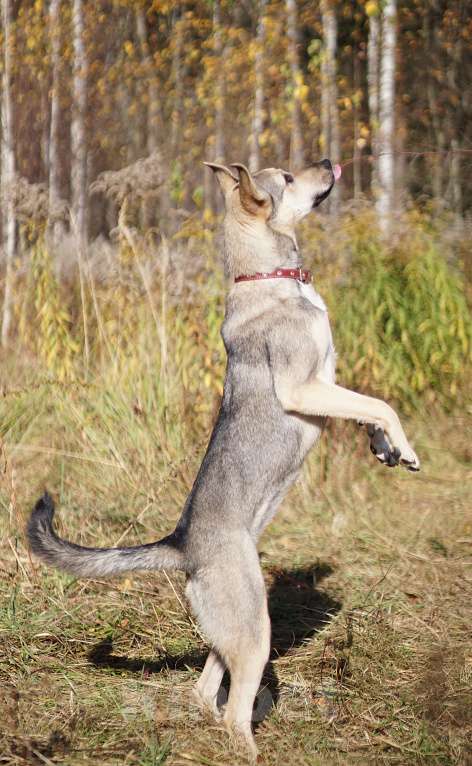 Собаки в Ногинске: Мэй - забавная собачка совсем юного возраста ждет свою семью в приюте! Девочка, Бесплатно - фото 5