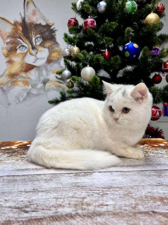 Кошки в Геленджике: Белая британская кошечка Девочка, 15 000 руб. - фото 4