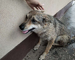 Собаки в Домодедово: Найдена собака (мальчик) Мальчик, Бесплатно - фото 3