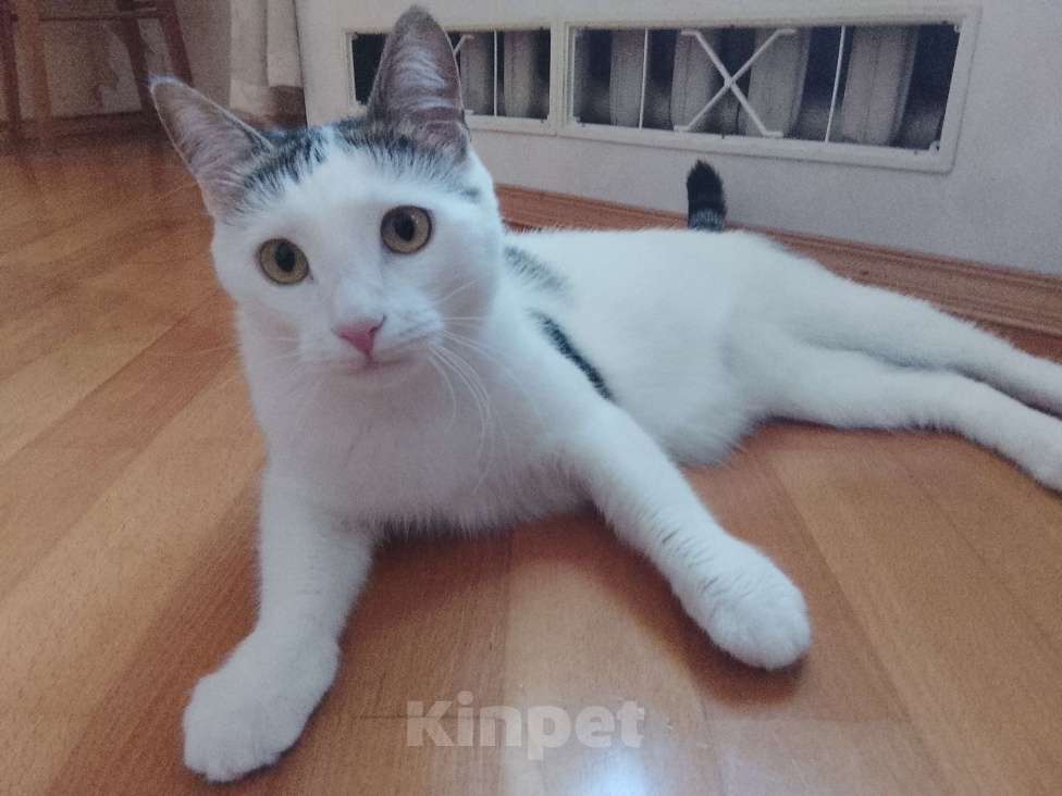 Кошки в Пятигорске: любознательный котик в добрые руки Мальчик, Бесплатно - фото 3