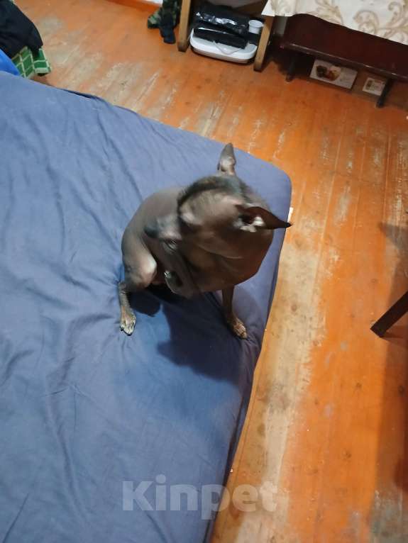 Собаки в Горячем Ключе: Ищу невесту Мальчик, 1 700 000 руб. - фото 6