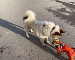 Собаки в Уфе: Потерялась собака в районе Телецентра Мальчик, Бесплатно - фото 6