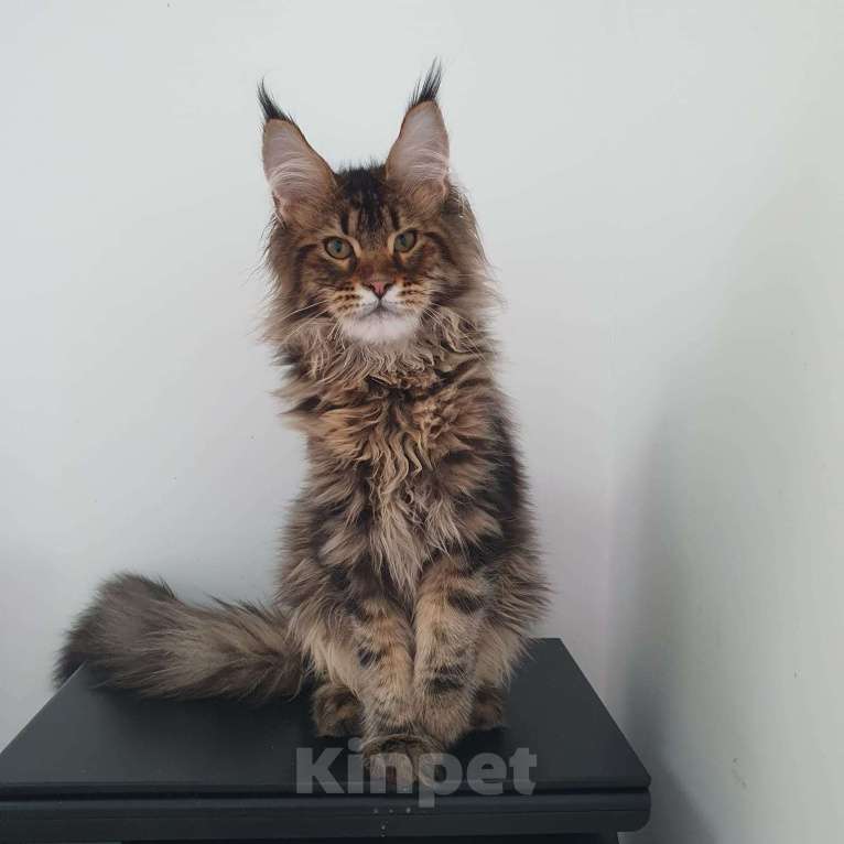 Кошки в Краснодаре: котята Мейн-Кун Мальчик, 35 000 руб. - фото 1