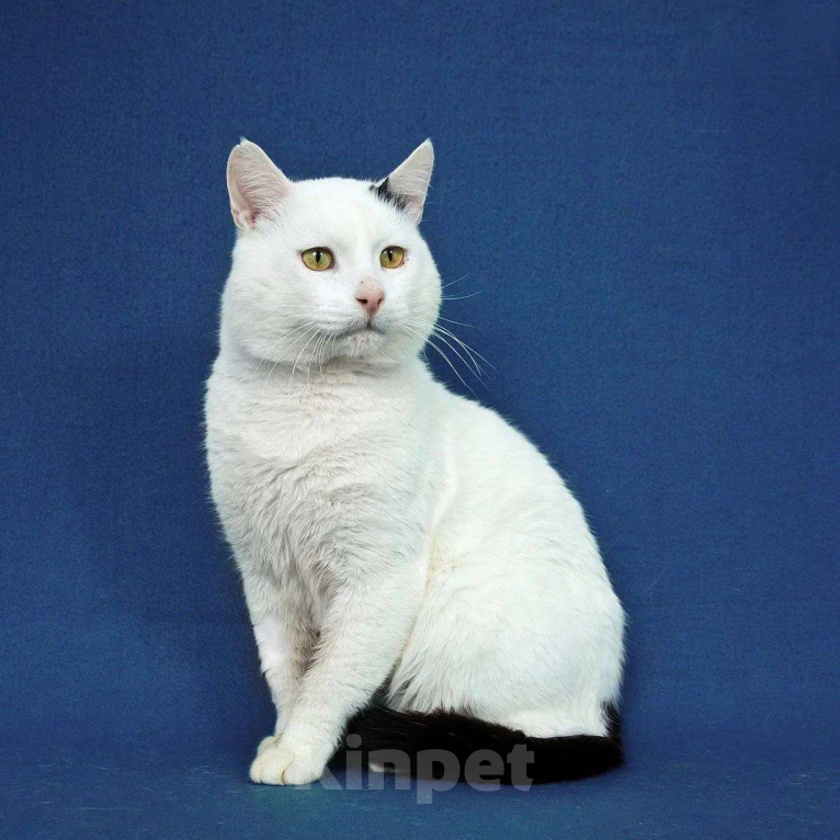 Кошки в Москве: Я уже достаточно поскитался. Хочу быть счастливым. Мальчик, Бесплатно - фото 9