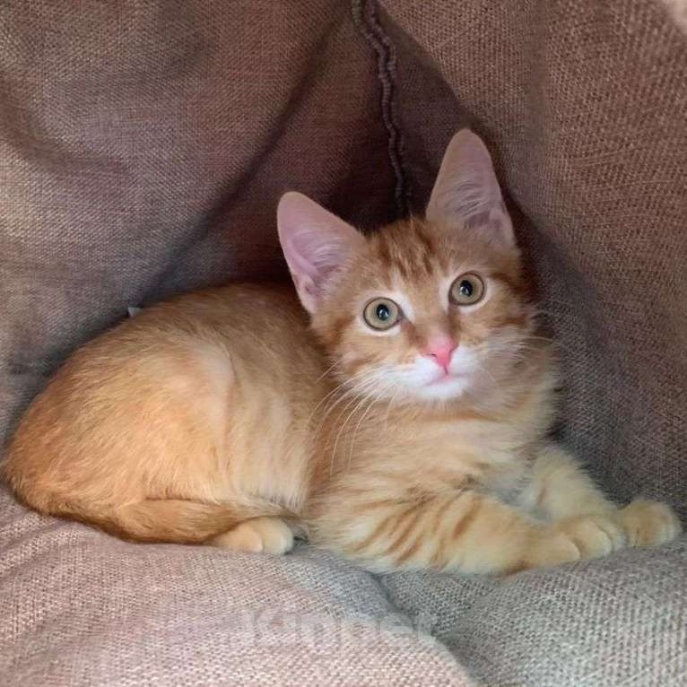 Кошки в Москве: Котёнок Огонёк Мальчик, Бесплатно - фото 5