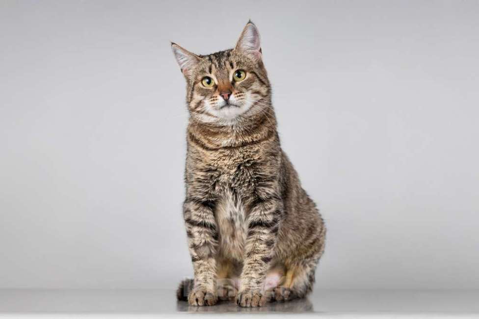 Кошки в Москве: Красавица Карамель ищет дом. Девочка, Бесплатно - фото 2