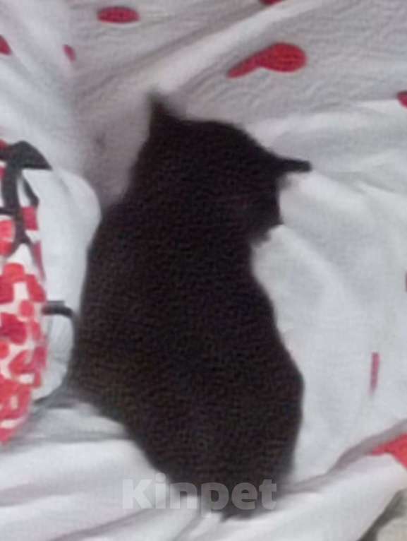 Кошки в Набережных Челнах: Котята Мальчик, Бесплатно - фото 1