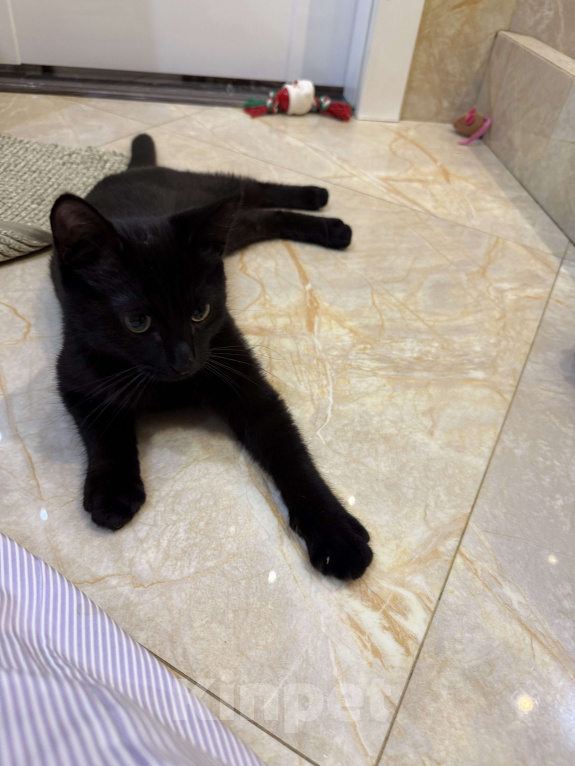 Кошки в Москве: Отдам черного котенка в добрые руки Мальчик, Бесплатно - фото 1