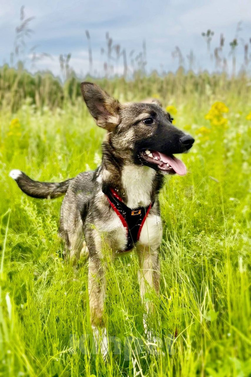 Собаки в Москве: ВЕСНУШКА. Нежная рыжая красотка. Девочка, 1 руб. - фото 7