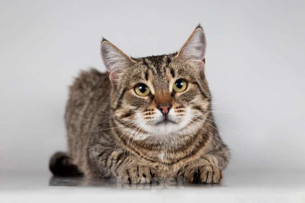 Кошки в Москве: Красавица Карамель ищет дом. Девочка, Бесплатно - фото 6