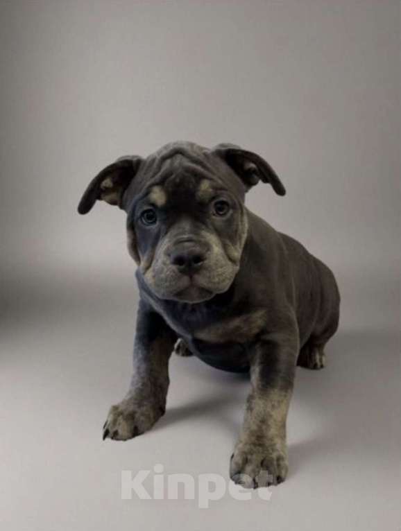 Собаки в Казани: Продажа Разнополые, Бесплатно - фото 1