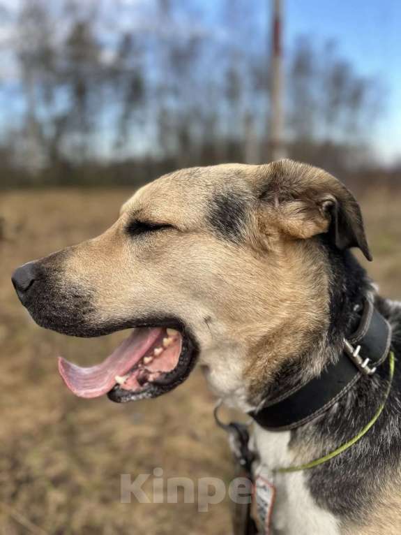 Собаки в Калуге: Крупная собака (лошадка) Хонда в добрые руки Девочка, Бесплатно - фото 3