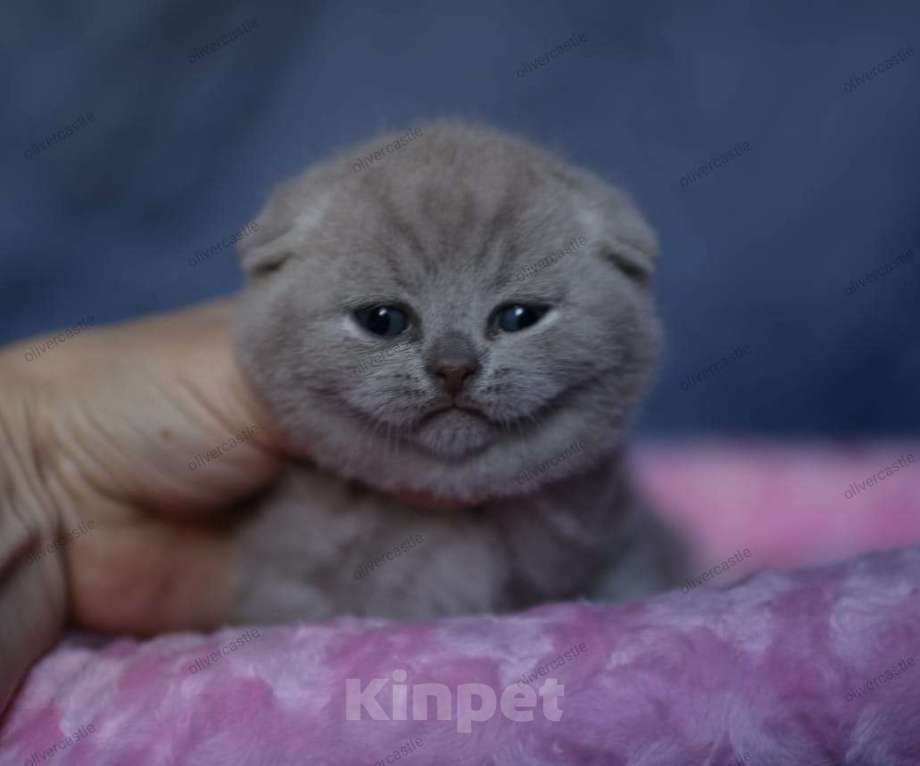 Кошки в Самаре: Вислоухий кот Мальчик, 50 000 руб. - фото 1