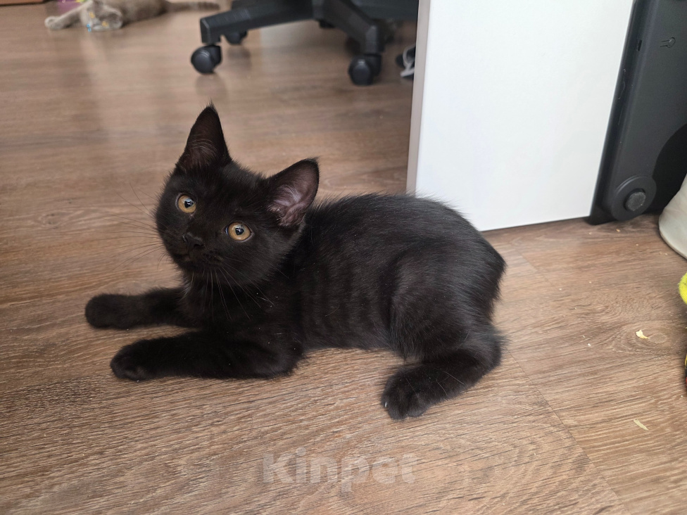 Кошки в Ростове-на-Дону: Котенок черный, британский Мальчик, Бесплатно - фото 3