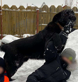Объявление: Вязка чудесного пса, 500 руб., Новосибирск