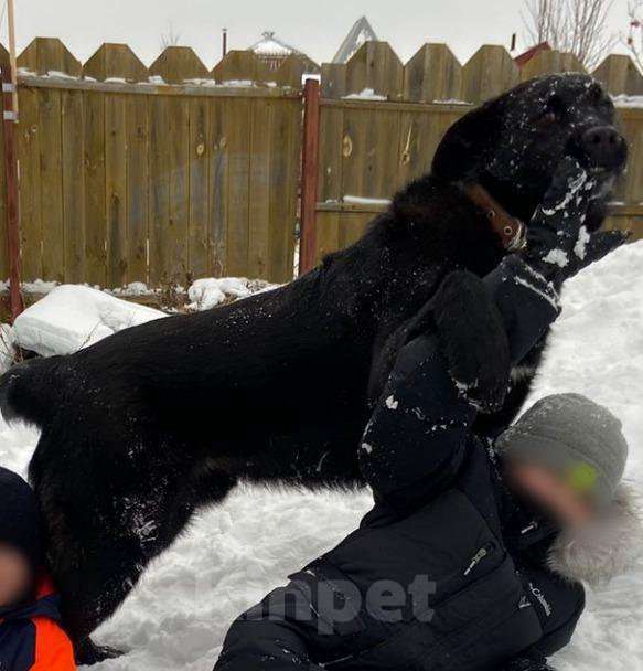 Собаки в Новосибирске: Вязка чудесного пса Мальчик, 500 руб. - фото 1