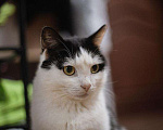 Кошки в Москве: Ласковый котик Джон ищет семью. Мальчик, Бесплатно - фото 5