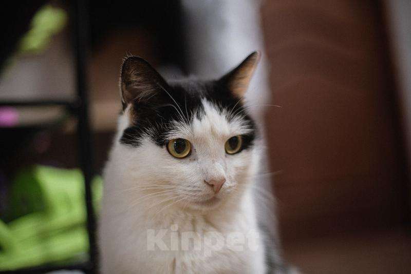 Кошки в Москве: Ласковый котик Джон ищет семью. Мальчик, Бесплатно - фото 5