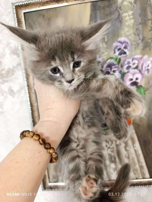 Кошки в Воронеже: Очаровательная девочка котенок Мейн кун Девочка, 25 000 руб. - фото 2