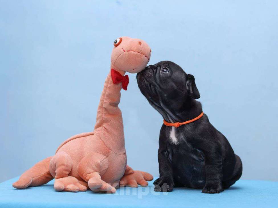 Собаки в Ульяновске: Французский бульдог девочка Девочка, 80 000 руб. - фото 3