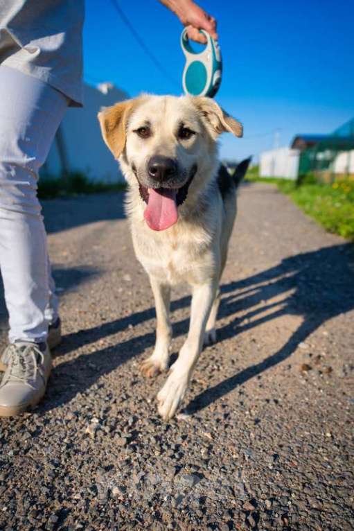 Собаки в Москве: Общительная и добродушная собака Моника в дар Девочка, 1 руб. - фото 8