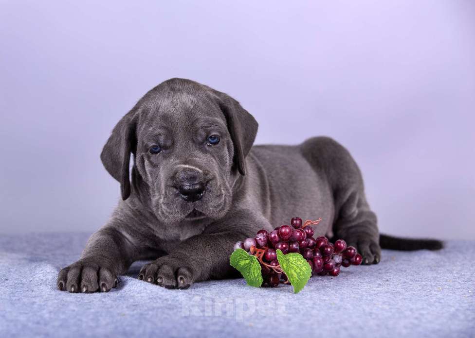 Собаки в Нижнем Новгороде: Немецкий Дог Чемпион Моего Сердца (Жёлтая лента) Мальчик, 100 000 руб. - фото 1