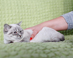 Кошки в Москве: Халва чудесный тайский котенок в добрые руки Девочка, Бесплатно - фото 4