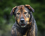 Собаки в Троицке: Ласковый здоровяк, собака-компаньон Мальчик, Бесплатно - фото 3