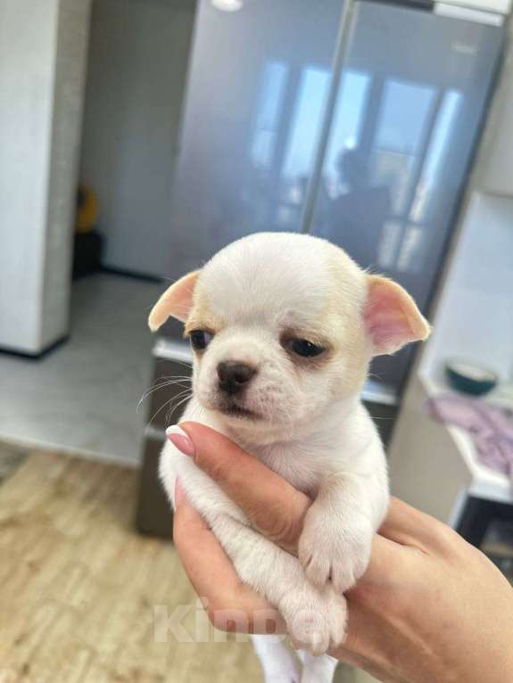 Собаки в Челябинске: Щенок чихуахуа Мальчик, Бесплатно - фото 3