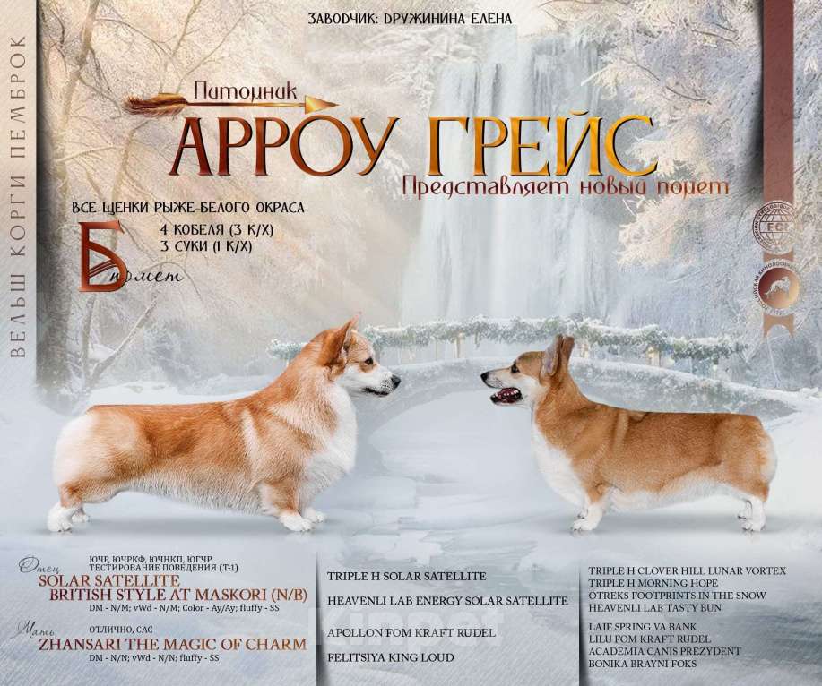 Собаки в Пензе: Арроу Грейс Бафф Бьюти Девочка, 60 000 руб. - фото 2