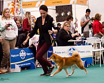 Собаки в Санкт-Петербурге: Сиба ину вязка с чемпионом Мальчик, 40 000 руб. - фото 5