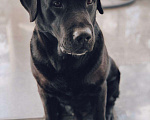 Собаки в Новосибирске: Собака лабрадор-ретривер (вязка), Бесплатно - фото 1
