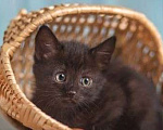 Кошки в Москве: Черный ласковый котенок Агат ищет дом Мальчик, Бесплатно - фото 2
