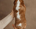 Собаки в Москве: Кавалер Кинг чарльз спаниель мальчик  Мальчик, 90 000 руб. - фото 4
