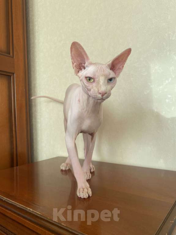 Кошки в Москве: Разноглазый мальчик Мальчик, 60 000 руб. - фото 2