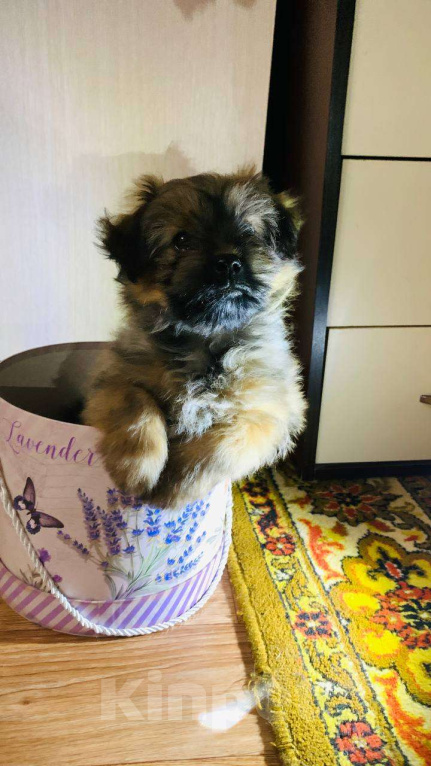 Собаки в Грязи: Щенок шпиц-мальтипу Мальчик, 40 000 руб. - фото 2