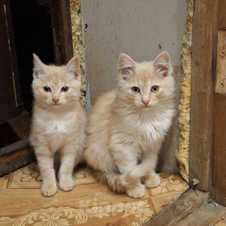 Кошки в других городах Нижегородской области: Пятеро котят ищут дом Разнополые, Бесплатно - фото 3