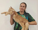 Кошки в Москве: Норвежский лесной котёнок Мальчик, 70 000 руб. - фото 9