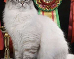 Кошки в Москве: Сибирский кот юниор Мальчик, 50 000 руб. - фото 4