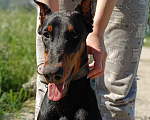Собаки в Севастополе: Продаётся подрощенный щенок добермана Девочка, 20 000 руб. - фото 5