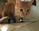 Кошки в Москве: Котенок Мартин 4,5 месяца ищет дом и заботливых хозяев  Мальчик, Бесплатно - фото 3