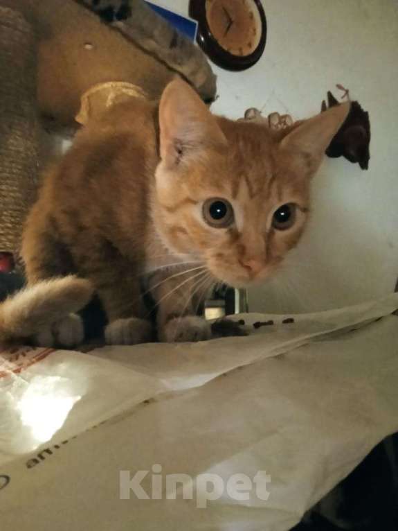 Кошки в Москве: Котенок Мартин 4,5 месяца ищет дом и заботливых хозяев  Мальчик, Бесплатно - фото 3