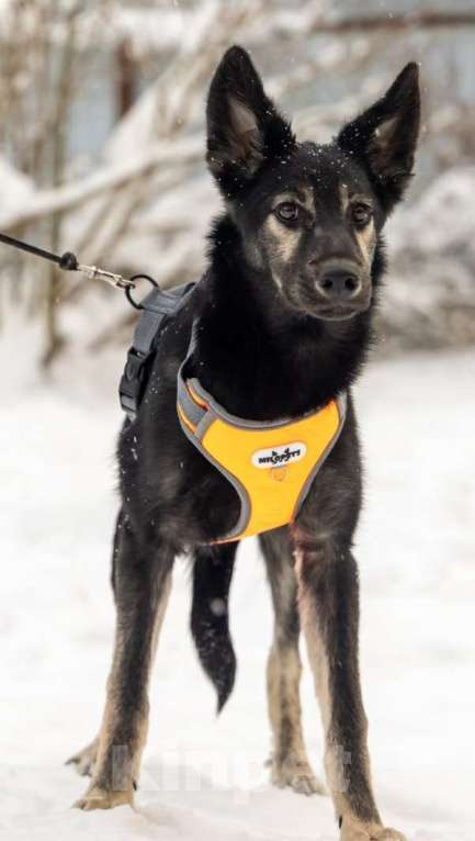 Собаки в Химках: Метис овчарки в поиске своего дома Мальчик, Бесплатно - фото 6